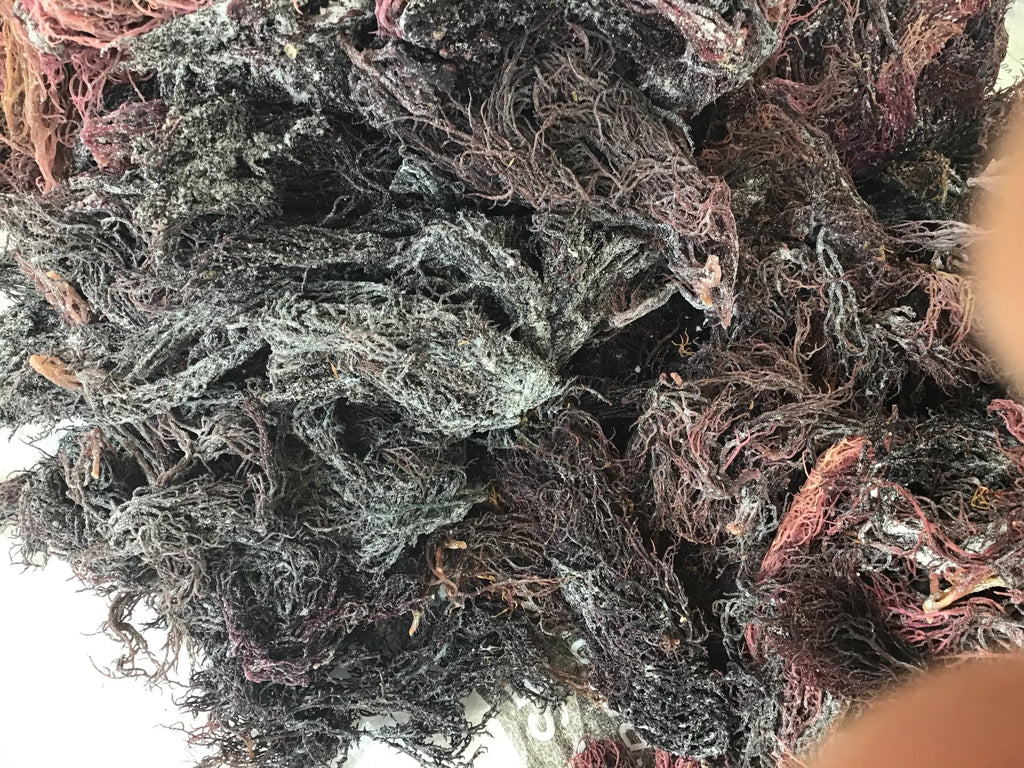 Lucian Purple Sea Moss 